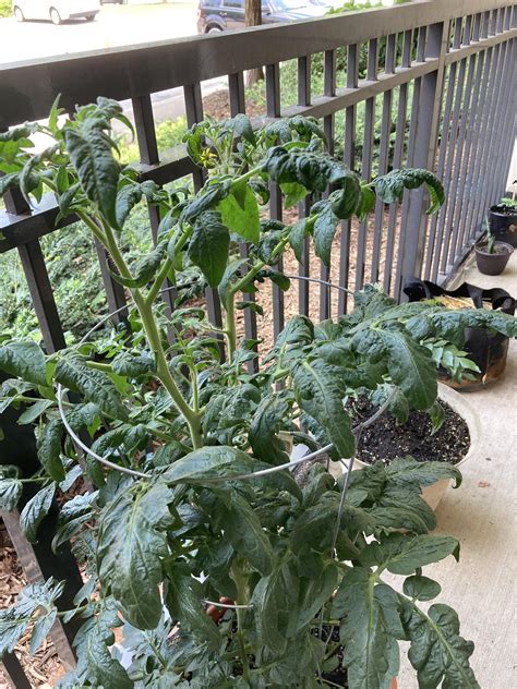Why Are My Tomato Leaves Curling Downward Rvegetablegardening