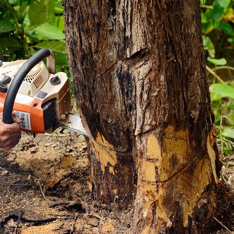 Smart Diy Tree Removal Elite Tree Care