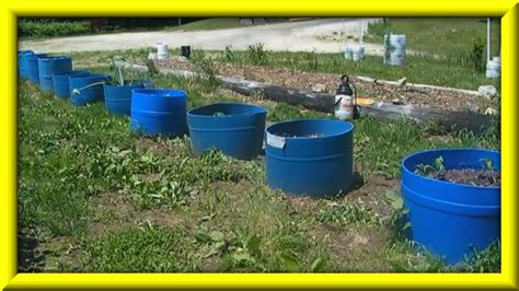 Growing Eggplant And Peppers In Containers Youtube