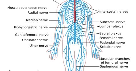 Nervous System Diagram : Nervous system stock vector illustration of a peripheral nervous system ...