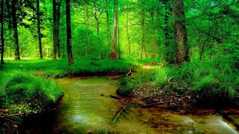 River Forest Summer Nature Wallpaper 1920x1080 Wallpaper