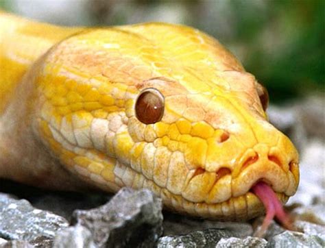 Burmese Python Watery Constrictor From South Asia Animal Pictures
