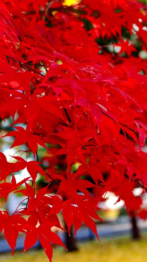 Closeup View Of Red Autumn Leafed Tree Branches 4k Hd Nature Wallpapers