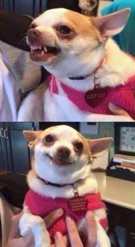 Chihuahua Memes Imgflip