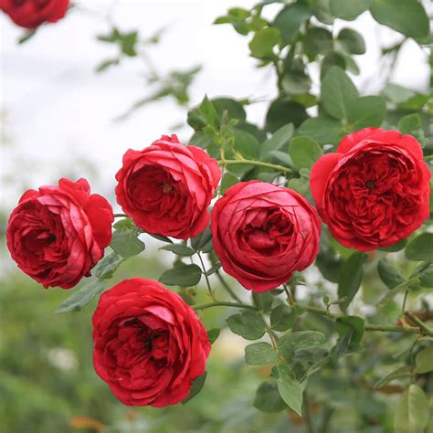 Hoa Hồng Ngoại Pas De Deux Rose Hoa Hồng Nhật Cắt Cành đẹp Nhất