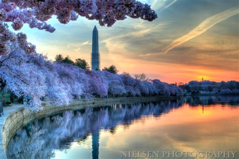 Nielsen Photography Washington Dc Sunrise Over Cherry Blossoms On