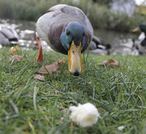 Yellow as ducklings, white as adults. The 10 Best Natural Snacks and Treats for Ducks | PetHelpful