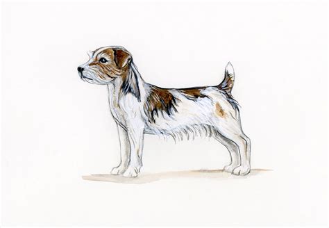Miniature Long Haired Jack Russell Seedsyonseiackr