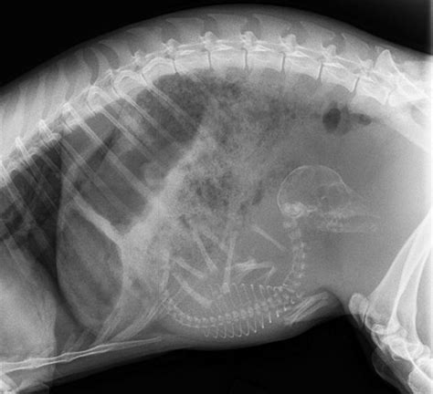 9 X Rays Of Pregnant Animals That Will Make You Say “oh My God