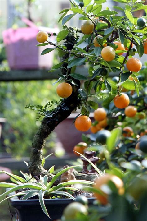 Ca tử vong tại campuchia tăng mạnh vì nới lỏng nhập cảnh. Hình ảnh cây quất ngày tết