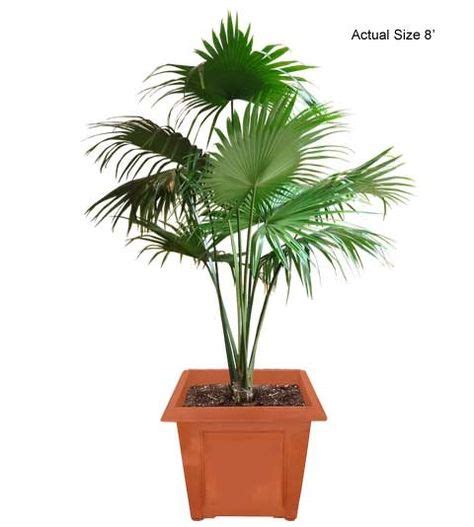 11 Best Chinese Fan Palm Livistona Chinensis For Indooroutdoor
