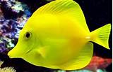 Photos of Flat Yellow Fish