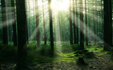 1920x1200 Forest Sunbeam Trees 1080p Resolution Hd 4k Wallpapers