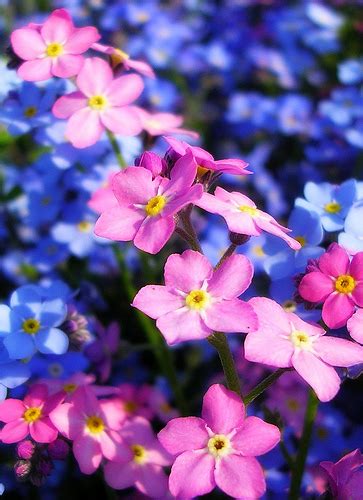 It's easy to overlook a wild clump of forget me not because most plants produce small each variety in the forget me not family produces slightly different flowers, but the main type used for bouquets and flower beds produces small blue flowers. Forget Me Not Flowers - Flowerinfo.org