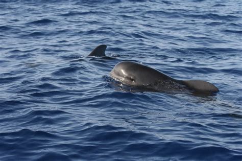Short Finned Pilot Whale Whale Dolphin Conservation Australia