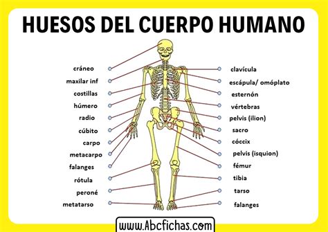 Esqueleto Spanish Huesos Del Cuerpo Humano Huesos Del Cuerpo Y Reverasite