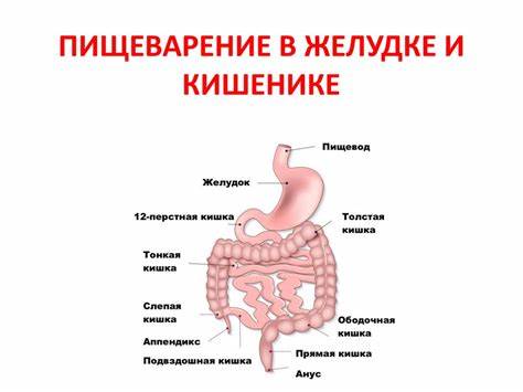 Заброс желчи в желудке диета