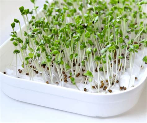 How To Grow Broccoli Sprouts Growing Broccoli Broccoli Sprouts Sprouts