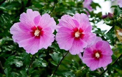 무궁화 Rose Of Sharon National Flower Of Korea Rose Of Sharon