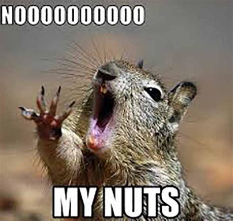 🐿️ 40 Funniest Squirrel Meme Meme Central 2022