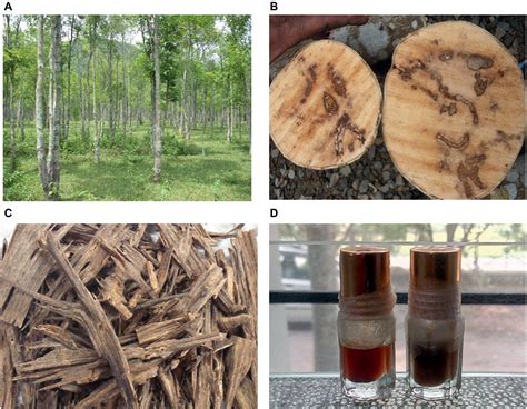 Agarwood oil is obtained from agarwood through distillation. Frontiers | The Scent of Stress: Evidence From the Unique ...