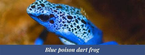 Best 15 Blue Poison Dart Frog Facts Habitat Lifespan Zoological World