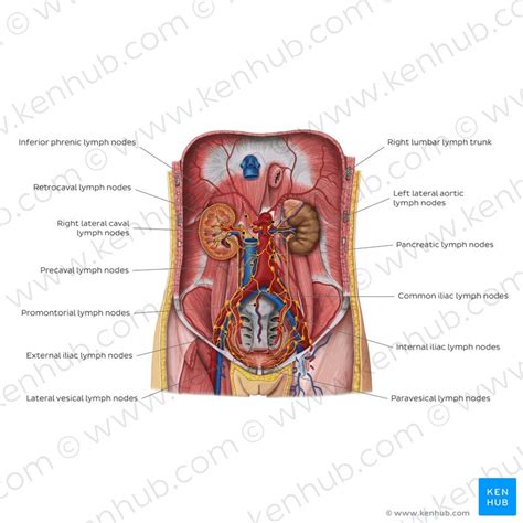 Anatomy Of The Pelvic Lymph Nodes And Vessels Kenhub