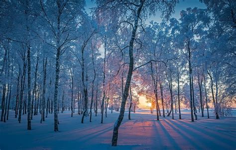 Winter Forest Wallpapers Wallpaper Cave