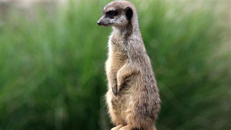 Get To Know Meercats Better With These Interesting Facts Youtube