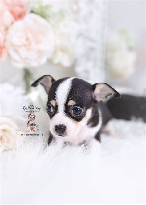 South Florida Chihuahuas Teacup Puppies And Boutique In 2020 Teacup