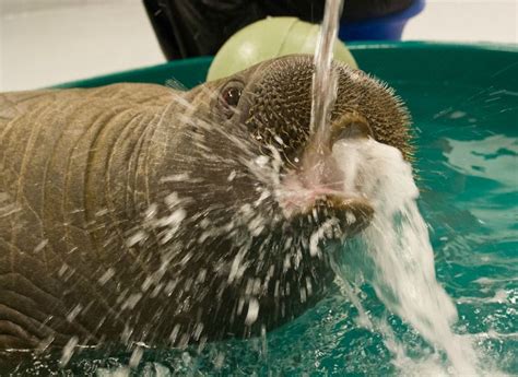 Checking In On Orphan Baby Walrus In Iseau Zooborns Baby Walrus