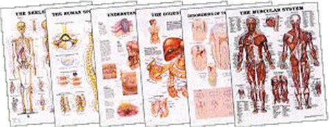 It is the most complete reference of human anatomy available on web, ipad, iphone and android devices. Anatomical Chart Books - Human Anatomy - Human body