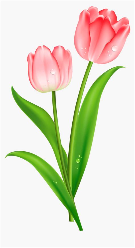 Red Tulips Clipart Single Pink Tulips Flowers Hd Png Download