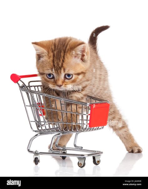 British Cat With Shopping Cart Isolated On White Kitten Osolated Stock