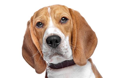 Pooping Beagle Disgust Canine Poop Vector Disgust Canine Poop Png