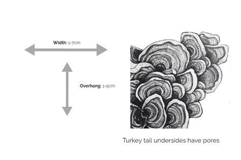 how to identify turkey tail mushrooms trametes versicolor