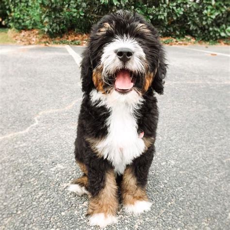 Tri Color Bernedoodle Puppies For Sale Warehouse Of Ideas