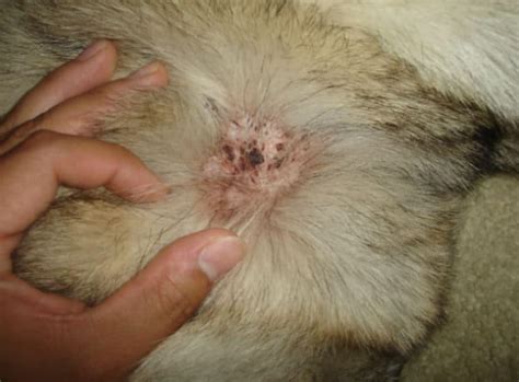 But if they lose a lot of hair, there might be a problem. Scabs on Dog (Crusty, Raised, Black, Dry) on Ears, Back ...