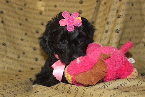 Find cockapoo puppies in canada | visit kijiji classifieds to buy, sell, or trade almost anything! Cockapoo puppy for sale --- This is a really cute female ...