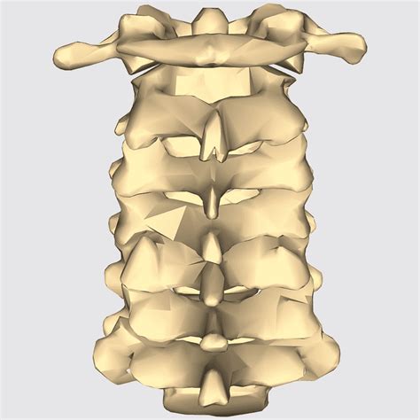 Vertebra Prominens Facet Joint Occipital Bone Spinal Nerve Axial