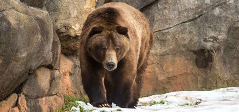 Grizzly Bear Habitat North Carolina Zoo