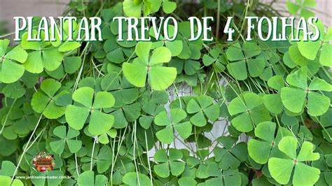 Roda Trevo 4 Folhas