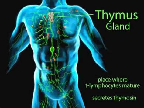 The Lymphatic System 1 - YouTube
