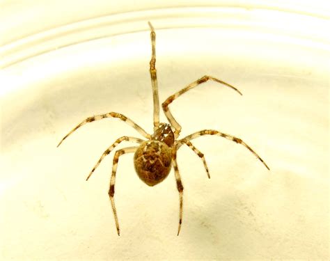 Домашний паук Parasteatoda Tepidariorum