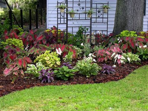 These varieties from proven winners are excellent flowering shrubs for the shade: shade gardening-central florida | Shade plants, Shade garden