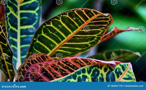 Variegated Spotted Leaves Of A Tropical Plant Codiaeum Croton Stock