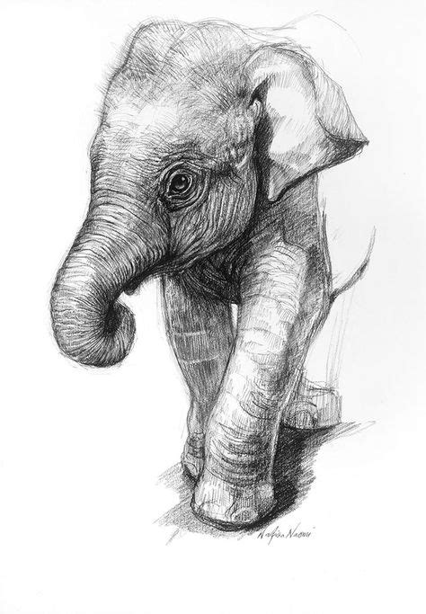 Resultado De Imagen Para Elephant Drawing Dibujos Animales
