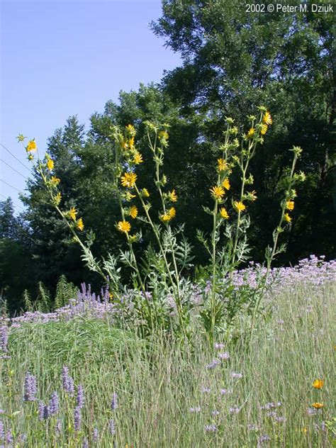 Silphium Laciniatum Compass Plant Minnesota Wildflowers