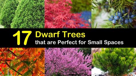 Small Ornamental Trees For Shady Areas