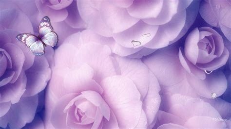 Lavender Rose Wallpapers Top Free Lavender Rose Backgrounds